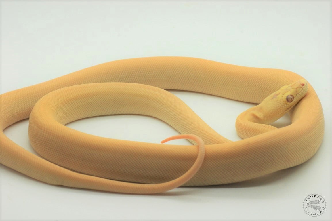 Albino Olive Python ♂ | Jenbert Pythons